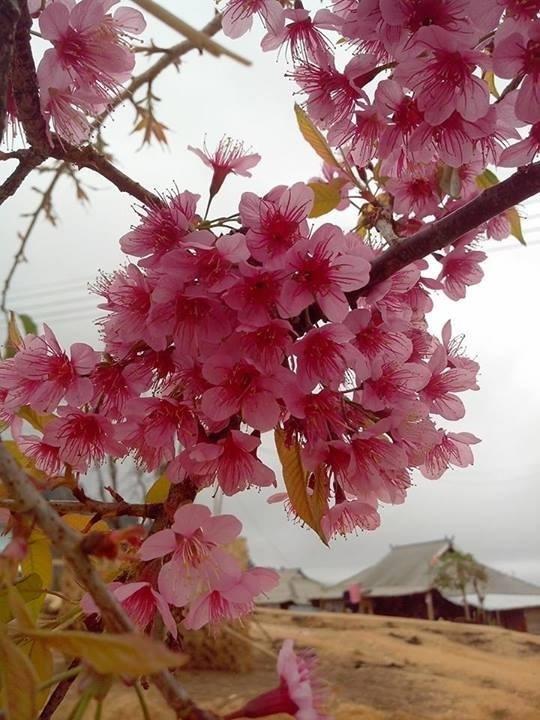 ホテル Baan Aioon Doi Maesalong ファン エクステリア 写真